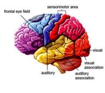 Brain Audio and Visual